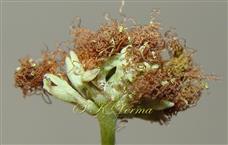  Head of flowers